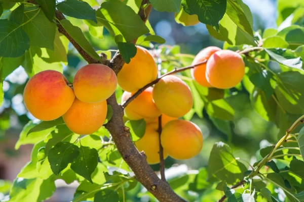 Apricots - the most eagerly awaited fruit in summer 