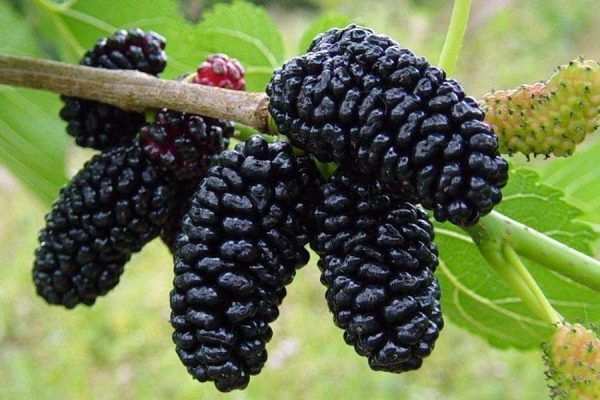 Mulberry season: what are the benefits of this delicious summer fruit? 