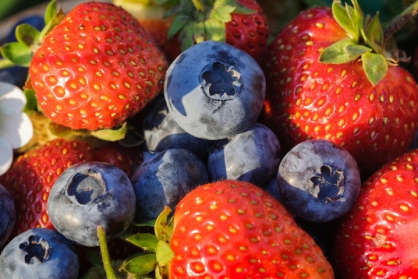 Flavonoid-rich foods lower blood pressure via gut bacteria