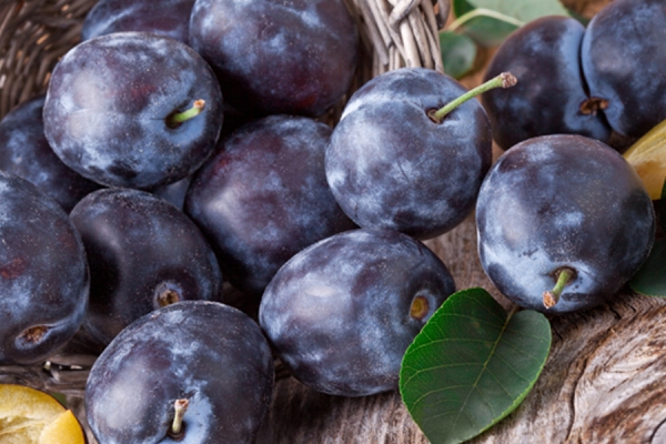 Prunes protect elderly women from thinning bones