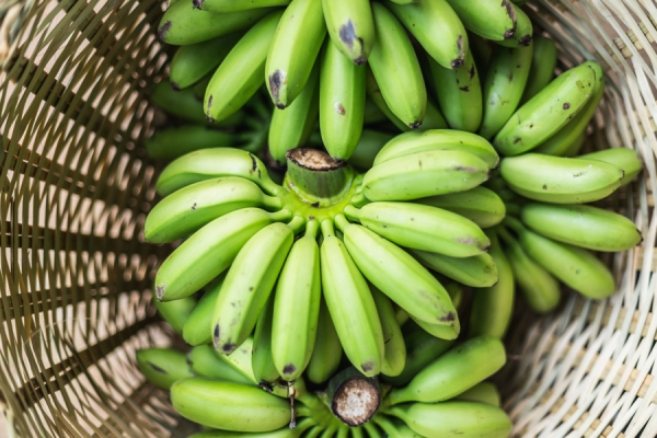 New study: Green bananas have anti-cancer properties