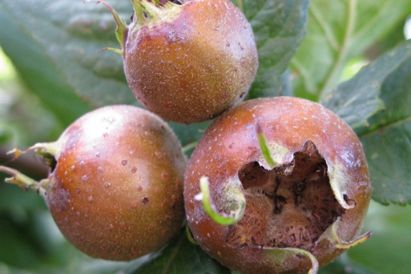 Medlars