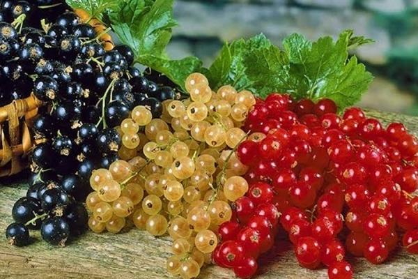 Currant collects the most vitamins in one place