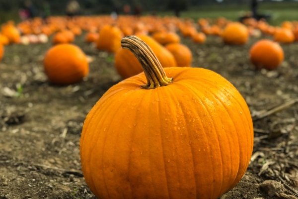 The magical properties of the pumpkin